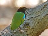 Rainbow Pitta