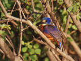 Azure Kingfisher