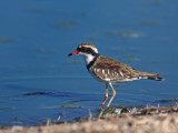 Black-fronted Dotterel
