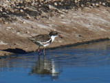 Red-kneed Dotterel