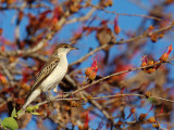 White-winged Triller