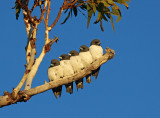 White-breasted Woodswallow