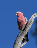 Galah