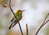 Rainbow Bee-eater