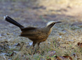 Grey-crowned Babbler