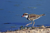 Black-fronted Dotterel