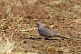 Male Diamond Dove