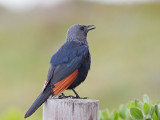 Female Red-winged Starling