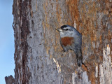 Krpers Nuthatch