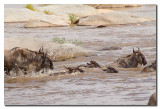 us cruzando el rio Mara   -   Wildebeest crossing the Mara river