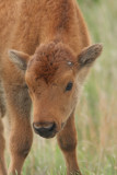 A young buffalo.  Exactly when does this sweet little face change?