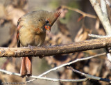 Cardinal Rouge Femelle - Female Northern Cardinal