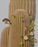 Saguaro and Gila Woodpecker