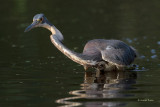 Tri-colored Heron