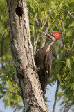 Pileated Woodpecker