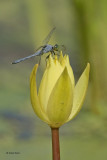 Dragonfly on Lily