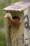 Black-bellied Whistling Duck