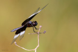 Widow Skimmer Dragonfly (Libellula luctuosa)
