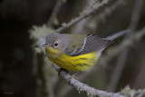 Magnolia Warbler