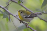 Northern Parula