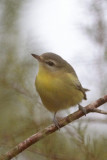 Philadelphia Vireo