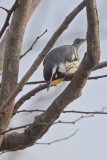 Yellow-throated Warbler