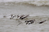 American Avocets