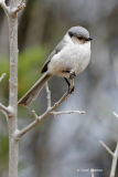 bushtit