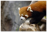 Giant Panda Adventure - Ocean Park
