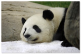 Giant Panda Adventure - Ocean Park
