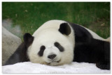 Giant Panda Adventure - Ocean Park