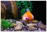 Goldfish Treasures - Ocean Park