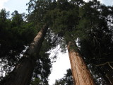 sequoia2_06.JPG