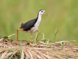 White-Breasted Waterhen 

Scientific name - Amaurornis phoenicurus 

Habitat - Wetter areas - grasslands, marshes and mangroves.

[CANDABA WETLANDS, PAMPANGA, 1DM2 + 500 f4 L IS, 475B tripod/ 3421 gimbal head] 
