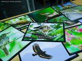 Just printed the Philippine Hawk-Eagle in this gallery to a 12x15, for the coming Philippine Birdfest whose theme is Philippine endemics.