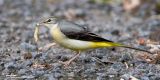 Grey Wagtail 
(Non-breeding plumage) 

Scientific name - Motacilla cinerea 

Habitat - Streams and forest roads at all elevations. 

[20D + 500 f4 L IS + Canon 1.4x TC, hand held ]
