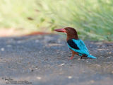 IMG_1477-800x600.jpg