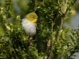 Mountain White-eye 

Scientific name - Zosterops montanus 

Habitat - All forest types above 1000 m. 

[Elev. 1675 m ASL, MT. POLIS, BANAUE, IFUGAO, 40D + 500 f4 IS + Canon 1.4x TC, bean bag]
