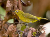 Yellowish White-eye 
(a Philippine endemic)

Scientific name - Zosterops nigrorum

Habitat - Lower second growth and forest. 

[Elev. 1040m ASL, BANGAAN, BANAUE, IFUGAO, 40D + 500 f4 IS + Canon 1.4x TC, hand held] 
