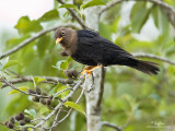 IMG_8395-1000X750.jpg