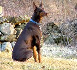 My Dobe in  2004