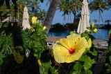 Fairmont Hibiscus