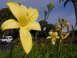 Freeway Flowers