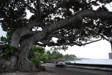 Downtown Kona Tree