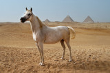  Arabian Horses
