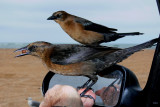 Boat-tailed Grackle, Quiscalus major, female