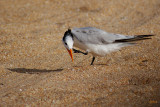 Royal Tern, Sterna maxima