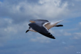 Laughing gull,  Larus atricilla