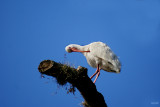 White Ibis  Eudocimus albus