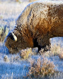 Frosty Bison